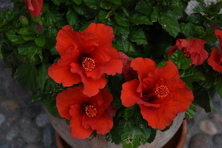 Appartamento intero, Pet-Friendly Appartamento Rosa con vista sul lago, piscina, Wi-Fi e giardino in Malcesine, Prealpi Gardesane