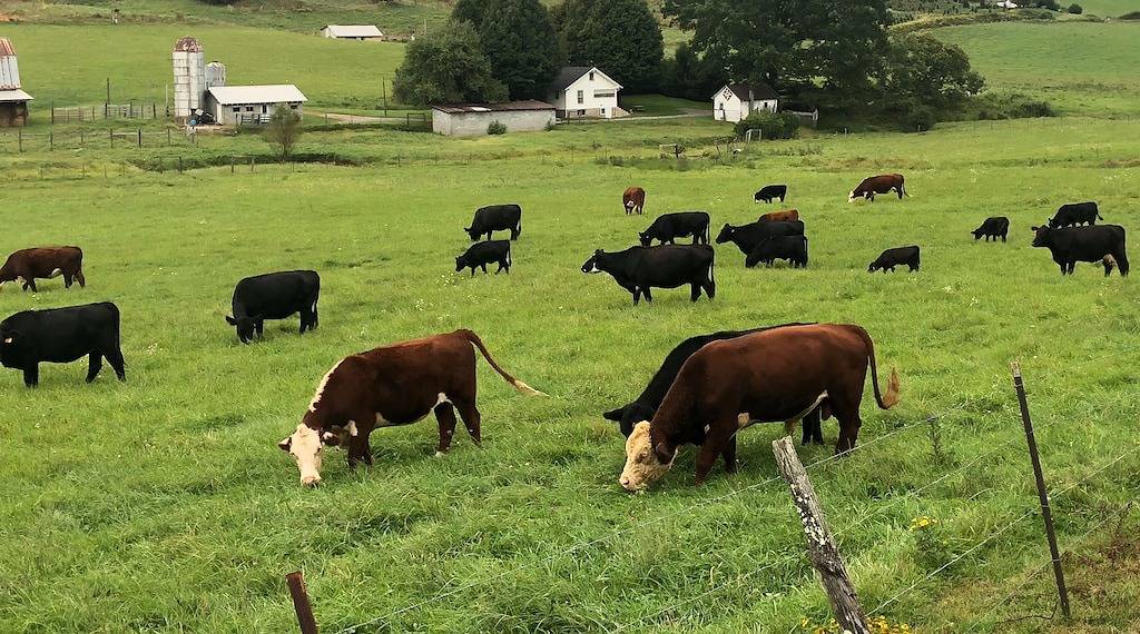Bezauberndes Bauernhaus aus den 1930er Jahren zwischen Boone und West Jefferson, Nc !!! in Blue Ridge Parkway, Ashe County