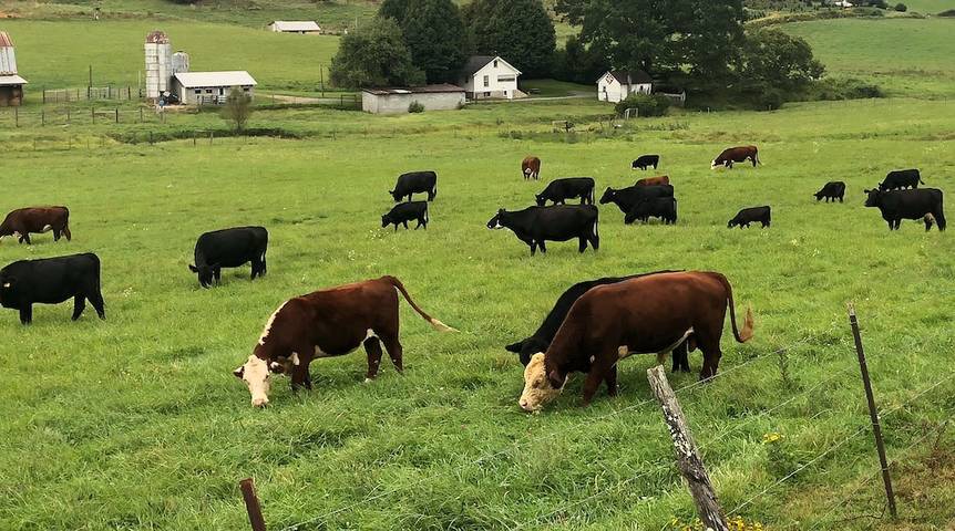 Ferienhaus für 4 Personen, mit Garten - 1