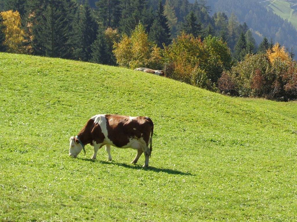 Astenstadl Zillertal in Rohrberg, Bezirk Schwaz