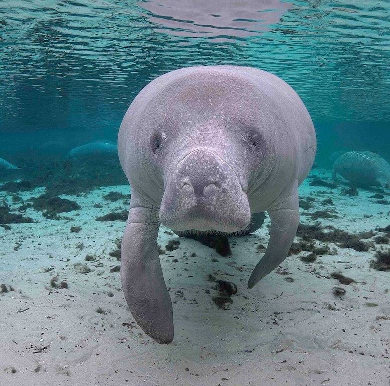 2,2 Stilted House on private peninsula. Renovated June '23. in Homosassa, Citrus County