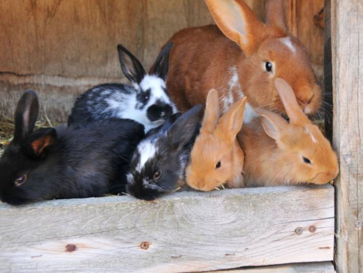 Ferienwohnung für 2 Personen, mit Garten und Terrasse, mit Haustier in Saal - 3