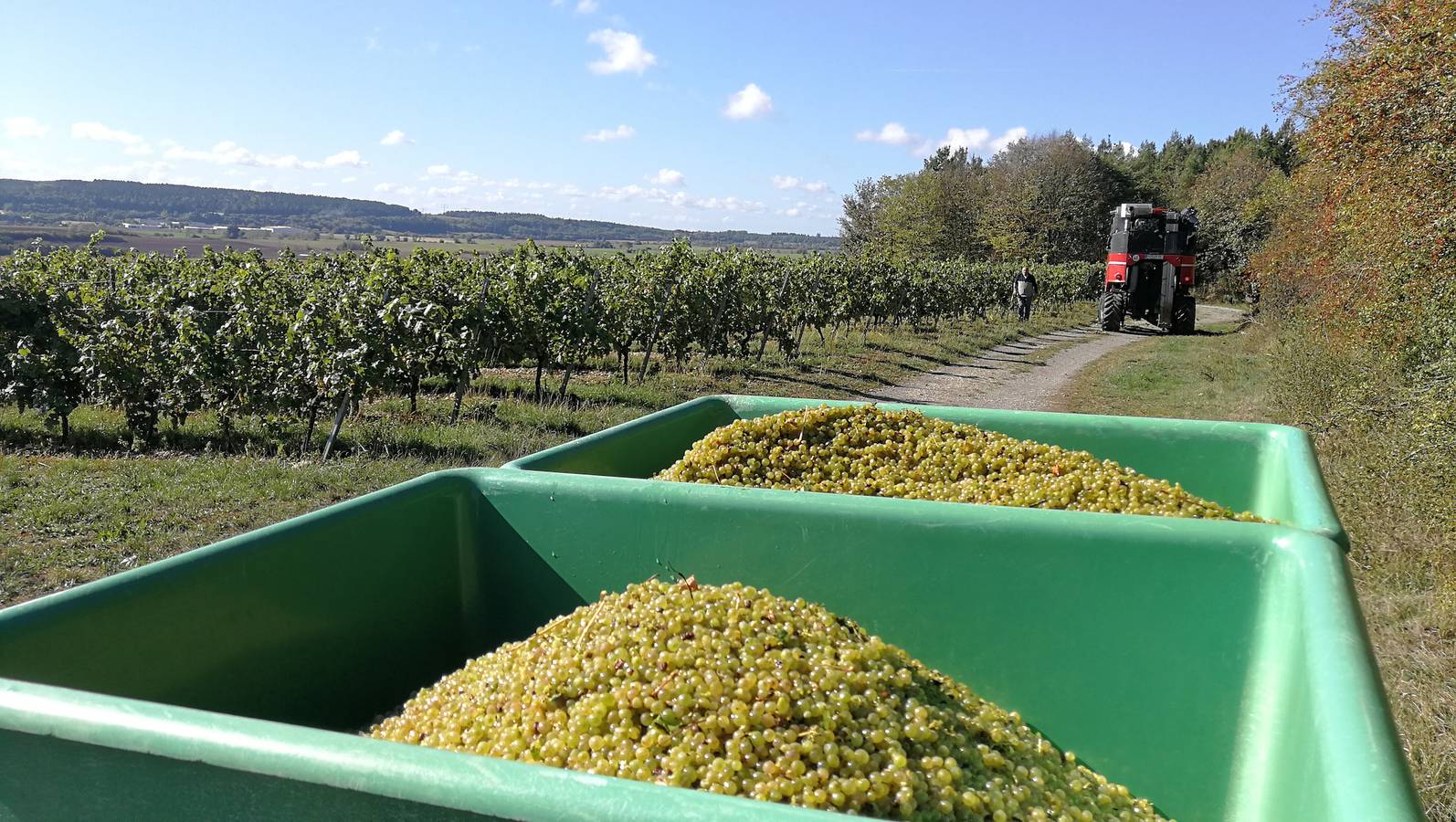 Ganze Wohnung, Weingut & Winzerhof Spengler - Monteurzimmer für 1 Person in Külsheim, Stuttgart Region