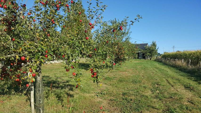 Chambre d’hôte pour 8 personnes, avec jardin dans Mayenne - 3
