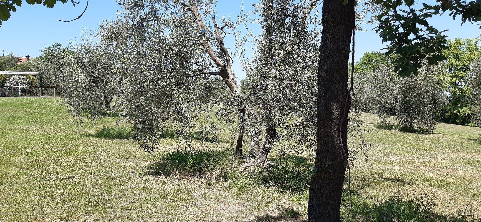 Ferienhaus mit Privatpool für 22 Personen ca. 420 qm in Marciano della Chiana, Toskana (Provinz Arezzo) in Marciano della Chiana, Arezzo Provinz