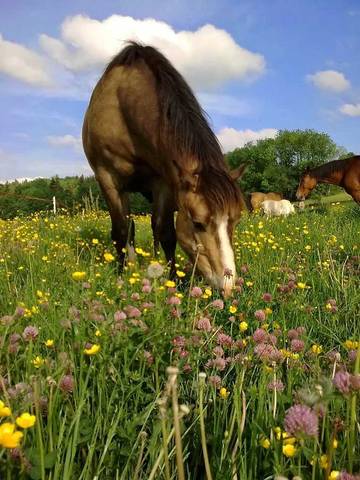 Glamping voor 3 Personen in Jura, Afbeelding 3