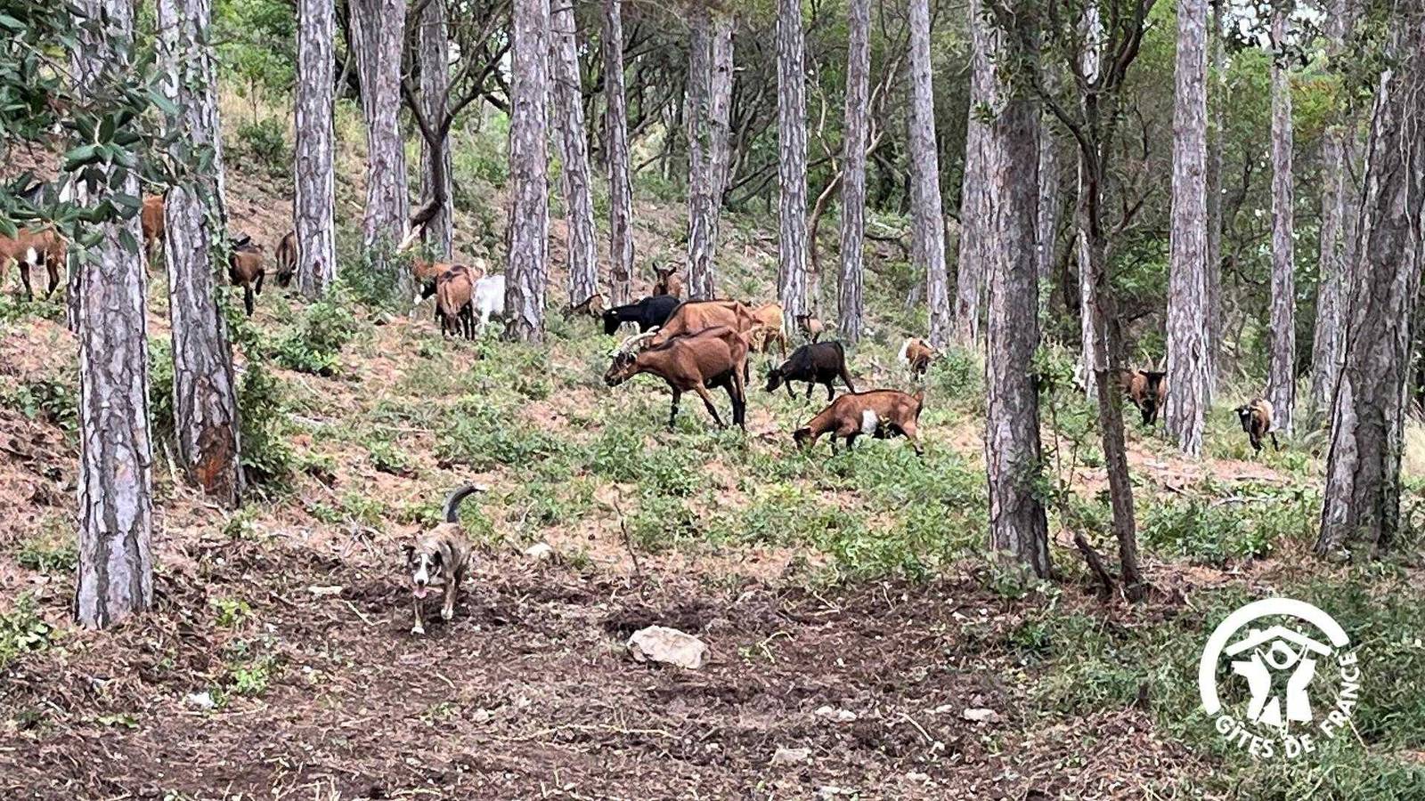 Château St-Auriol - La Bergerie in Lagrasse, Regionaler Naturpark Corbières-Fenouillèdes