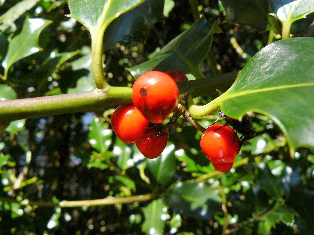 À l'Ombre des Pommiers - Chambre Côté Nature in Ergué-Gabéric, Région de Quimper