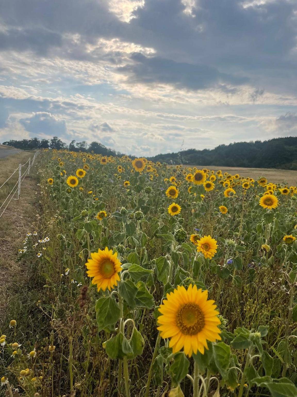 Rosehill Cottage 1699 – Stylish Hideaway with Mountain and Lake Views in Naturpark Lahn-Dill-Bergland
