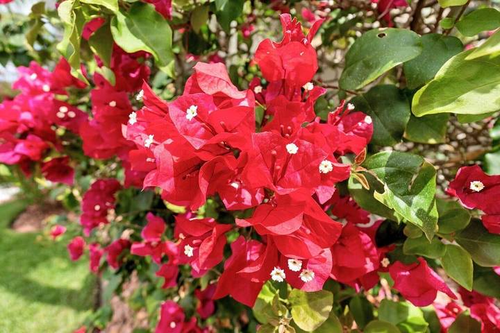 Villa für 6 Personen, mit Terrasse - 1