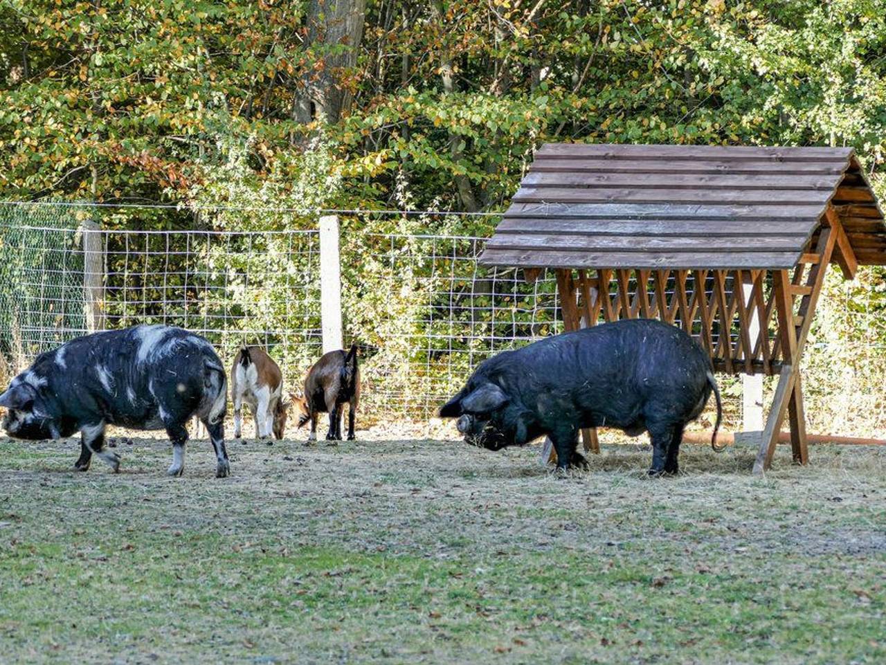 Das Zechenhaus in Dankerode, Harzgerode