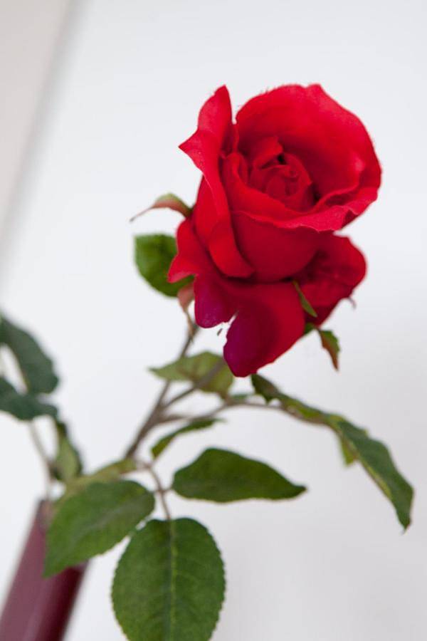 Gîte pour 4 personnes, avec terrasse et jardin à San Damiano d'Asti - 3