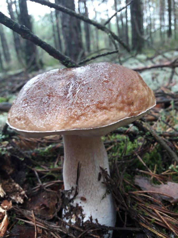 Dom w Puszczy in Powiat czarnkowsko-trzcianecki