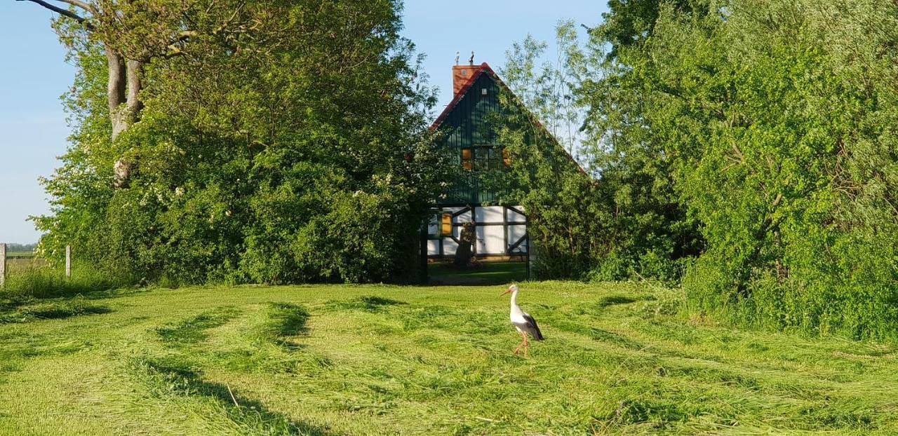 Nad Wierzbowym Stawem in Stegna Polska, Zatoka Gdańska