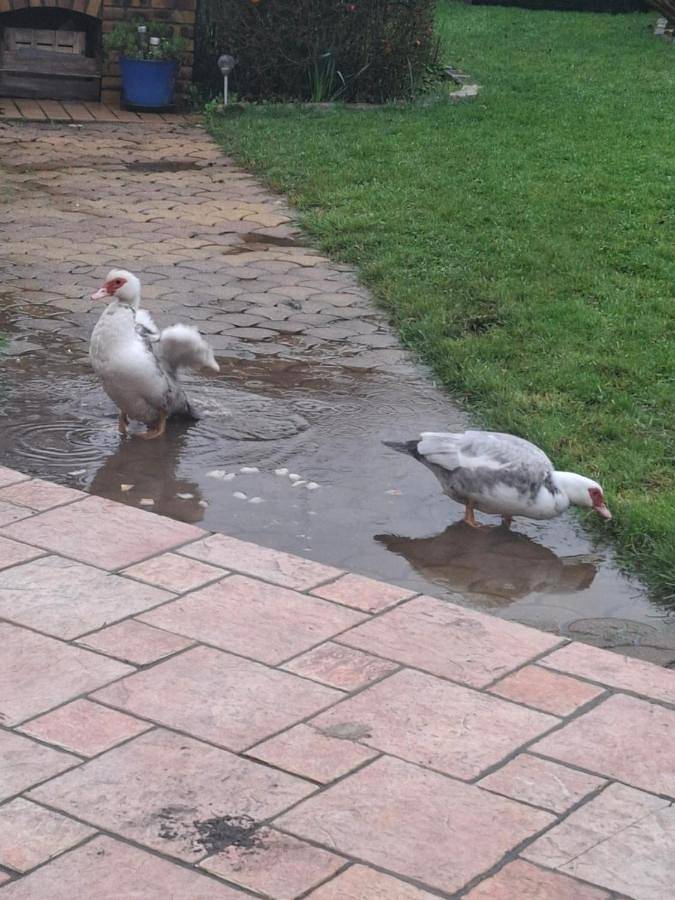 Location de vacances pour 2 personnes, avec jardin à Cauville-sur-Mer - 4
