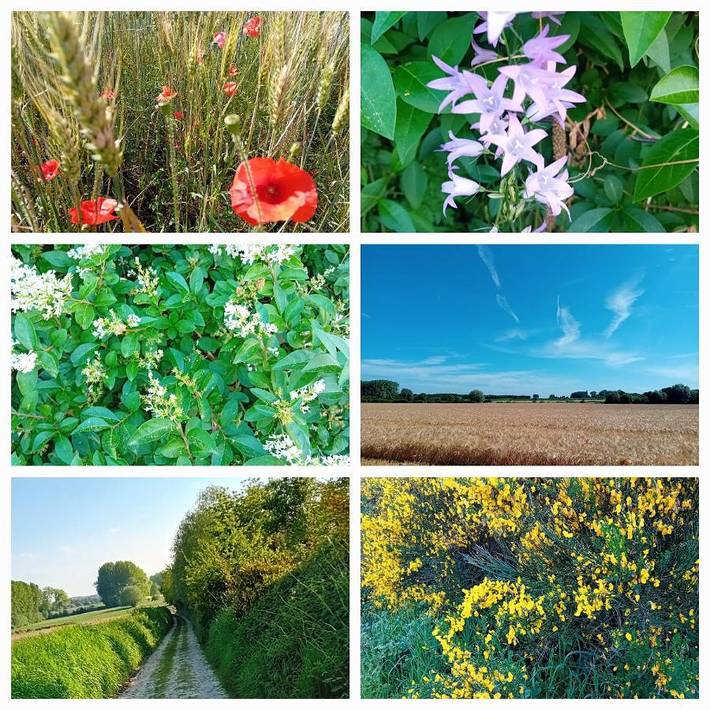 Gîte pour 4 personnes, avec jardin à Lecelles - 4
