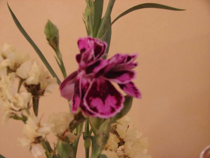 Hotel für 2 Personen, mit Terrasse und Garten in Wittlich - 2