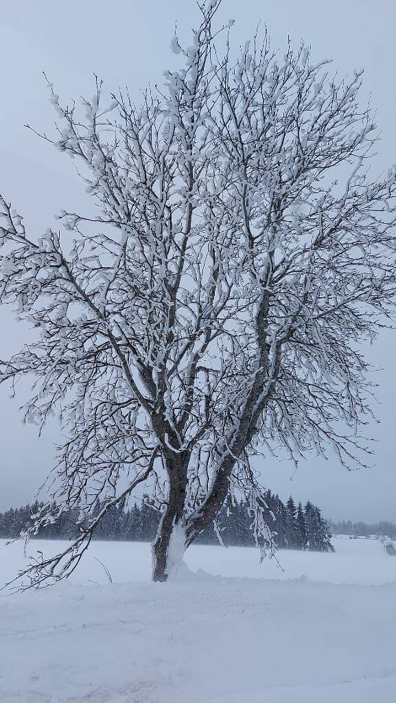 Ferienhaus für 2 Personen, mit Balkon/Terrasse und Balkon in Dreiländereck (D-A-CZ) - 3