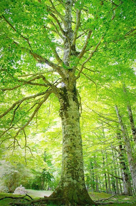 Gîte pour 3 personnes à Broto - 4