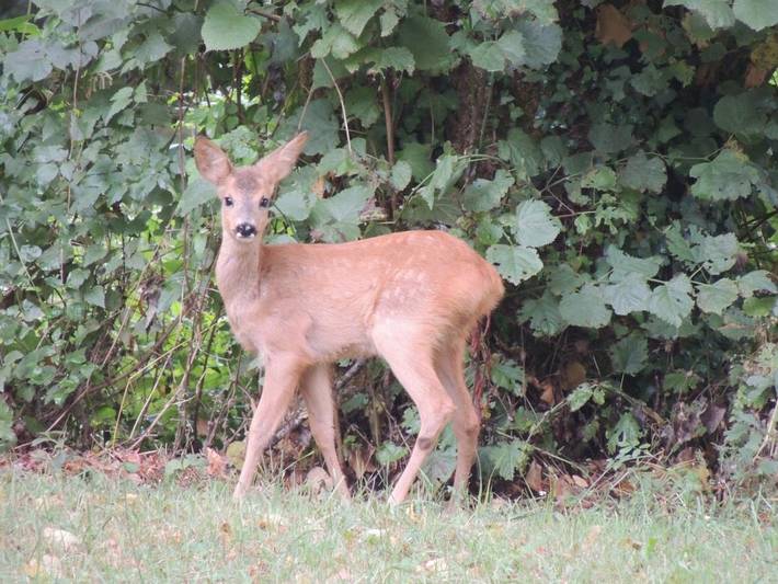 Gîte pour 5 personnes, avec vue et jardin, animaux acceptés à Brignac-la-Plaine - 2