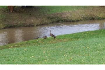 Log Cabin for 6 People in Pigeon Forge, Sevier County, Photo 3