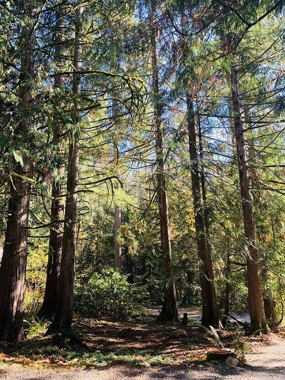 Luxusferienhaus im Wald mit Kino! :) in Mount Baker-Snoqualmie Nationalwald