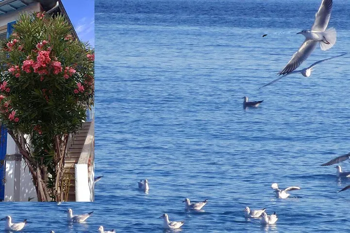 Ganze Wohnung, Juan Les Pins: Ferienwohnung - Juan les Pins in Antibes, Mittelmeerküste (Frankreich)