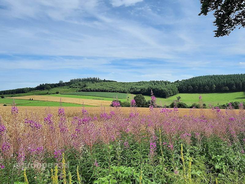 Groepsaccommodatie La Roche-en-Ardenne  in Samrée, La Roche-en-Ardenne