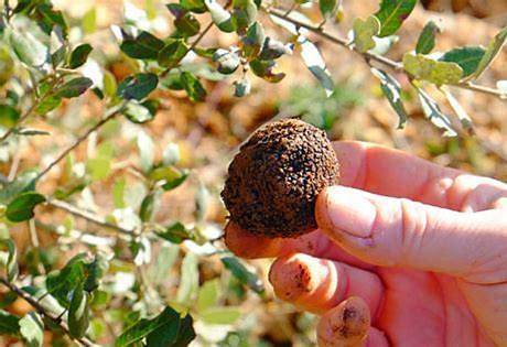 Gîte pour 2 personnes, avec vue et jardin ainsi que terrasse et piscine à Gabillou - 3