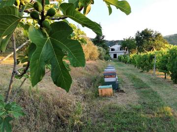 Cottage pour 4 personnes, avec vue ainsi que jardin et terrasse, animaux acceptés dans Castrocaro Terme