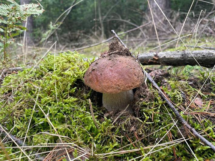 Ganze Ferienwohnung, Ferienwohnungen im Haus Waldstück - Fewo Erw.+1K (2J.) in Lärz, Müritz