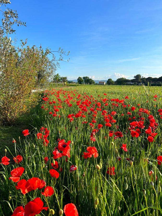 Agriturismo per 4 persone, con Giardino e Panorama ad Assisi