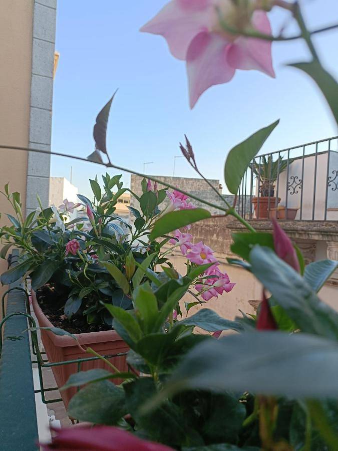 Il Vicoletto in Avetrana, Golfo di Taranto
