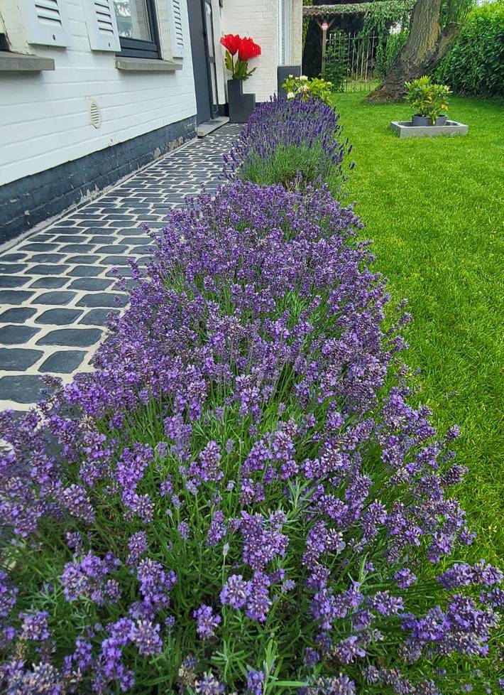 Chambre d’hôte pour 2 personnes, avec jardin à Tournai - 3