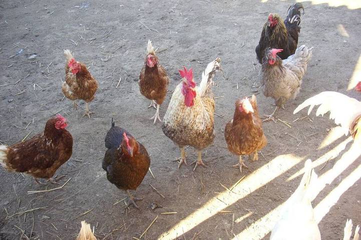 Ferienwohnung für 6 Personen, mit Garten, mit Haustier in Sebnitz - 4