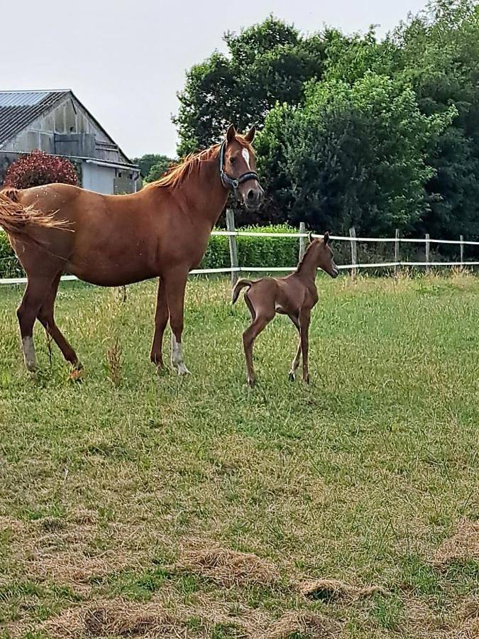 Location de vacances pour 4 personnes, avec vue et jardin à Briec - 2
