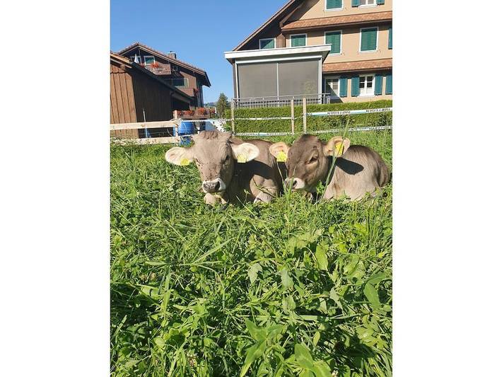 Ferienwohnung in Gross mit Schwimmbecken in Einsiedeln, Kanton Schwyz