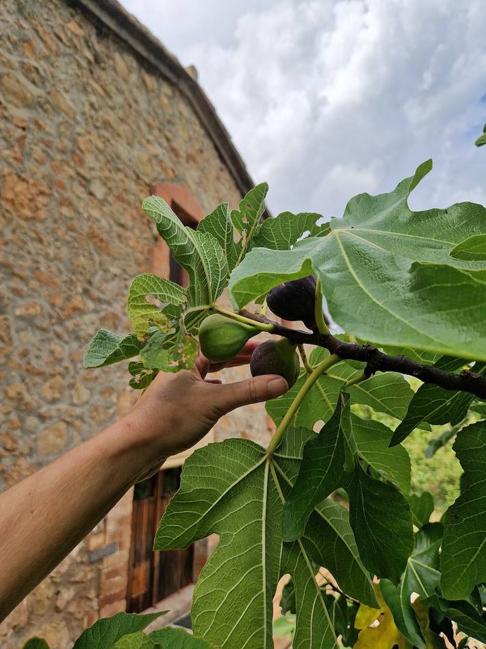 Casa rural para 9 personas, con jardín en Bruch - 4