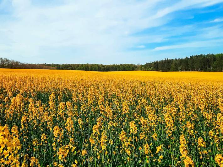 Ferienhaus für 6 Personen, mit Terrasse, kinderfreundlich in Bønnerup Strand - 4