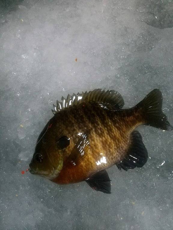 Fallraten nur 99 $. 00 eine Nacht! Bestes Angeln des Jahres mit wechselnden Bäumen! in Cass County