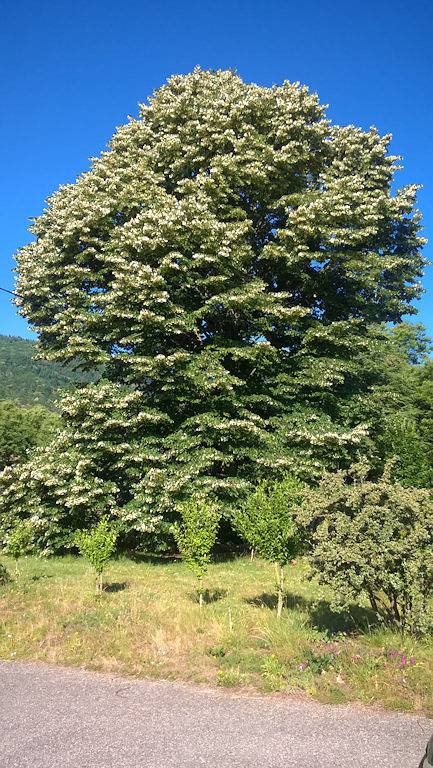 Gite à l'Ombre du Tilleul in Montpezat-sous-Bauzon, Parc naturel régional des Monts d'Ardèche