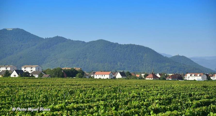 Location de vacances pour 15 personnes, avec terrasse et vue, adapté aux familles à Ingersheim - 2