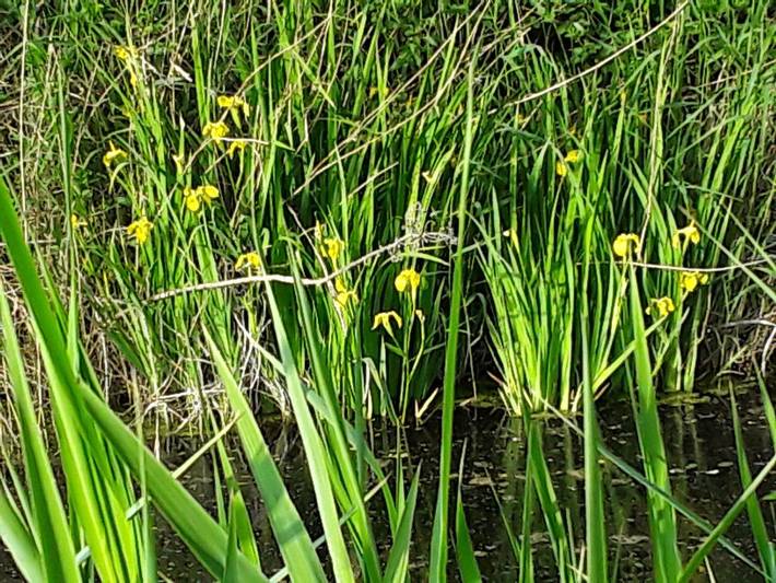 Bungalow für 2 Personen, mit Garten auf Usedom - 2