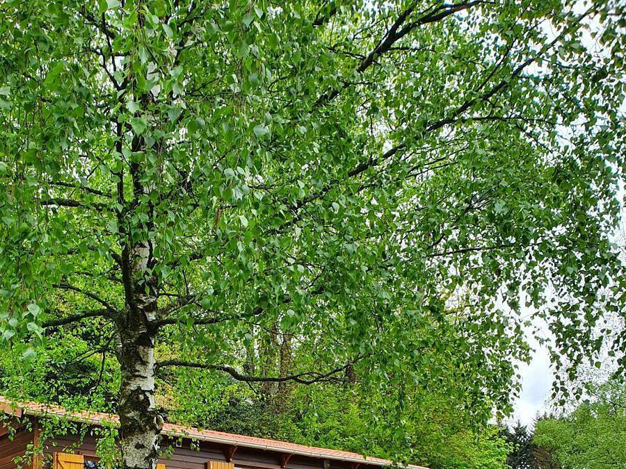 Camping La Fressange - Chalet 6 personas in Saint-Didier-en-Velay, Macizo Central
