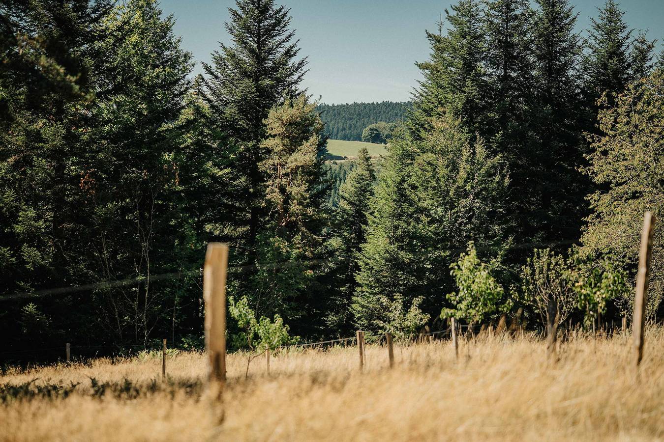 ※ Homnest ※ L'Instant Sauvage ※ Vue Cimes & Forêt in Riotord, Alto Loira