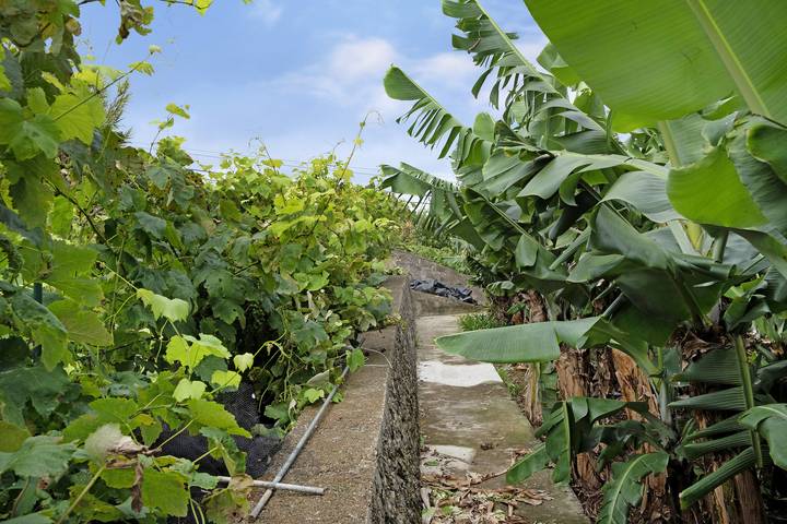 Ferienhaus für 6 Personen, mit Garten auf Terceira (Azoren) - 2