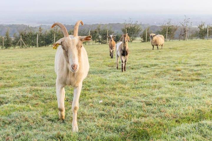 Maison d’hôte pour 5 personnes, avec vue ainsi que jardin et piscine, animaux acceptés dans le Pas-de-Calais - 4