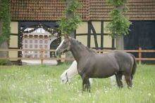 Bauernhof für 4 Personen in Alfsee, Niedersachsen, Bild 2