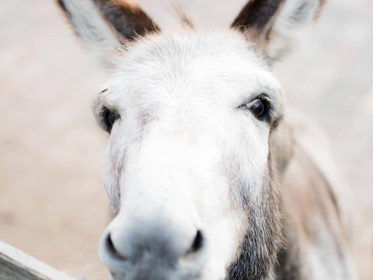 Ganze Ferienwohnung, Ferienwohnungen Schmitt - Ferienwohnung Lioba Eg in Seiferts, Ehrenberg