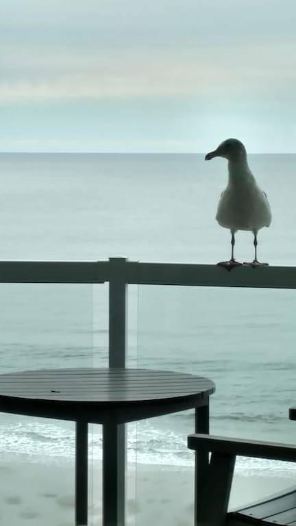 Ganze Wohnung, Ocean Front Condo - 1 Schlafzimmer / Bad - 4 Personen - im Jahr 2017 renoviert in Oceanlake, Lincoln City
